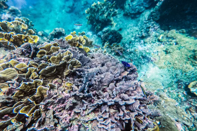 cahuita-coral-diving-snorkeling-fish-puerto-viejo.jpg
