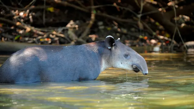 A tapir taking a bath in the river at Corcovado National Park