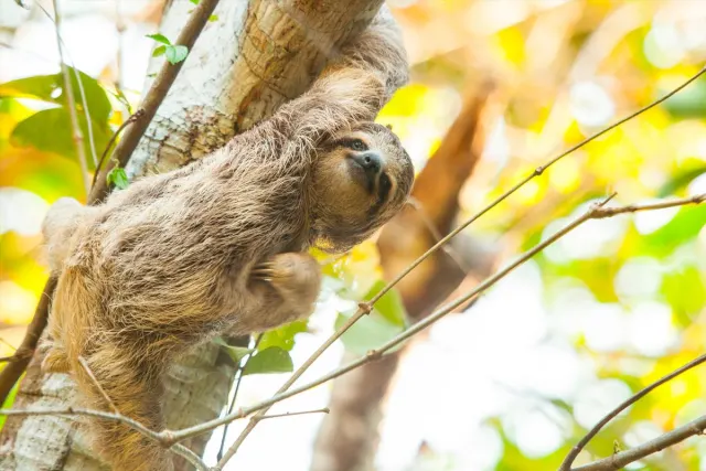 Sloth hanging from a tree