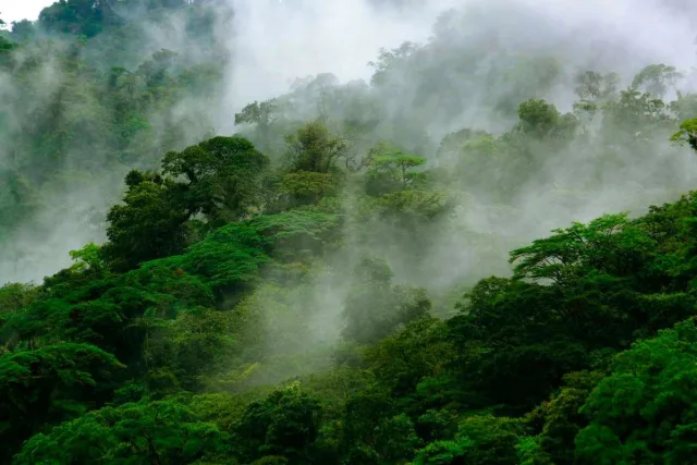 Fog coming through the Monteverde Cloud Forest in Costa Rica