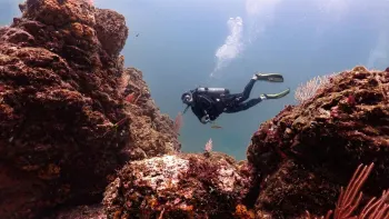 Diving Highlights: Drake Bay and Las Catalinas 