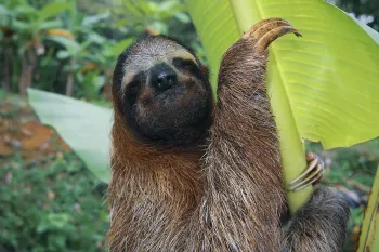 See a Sloth