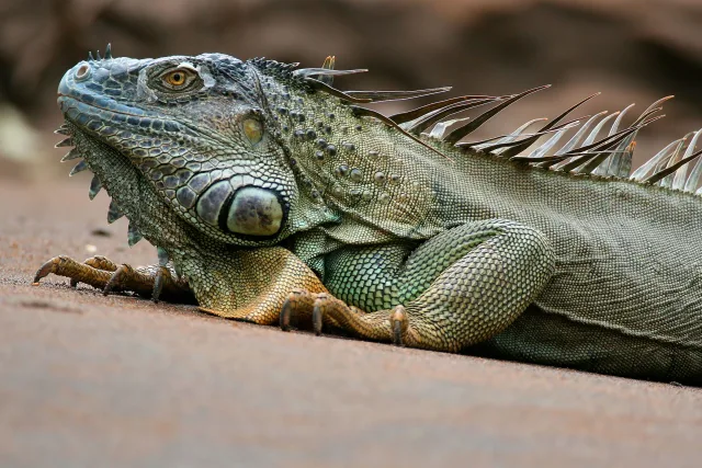 brasilito-iguana-close-up.jpg