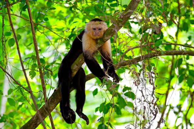 Capuchin monkey resting on a tree