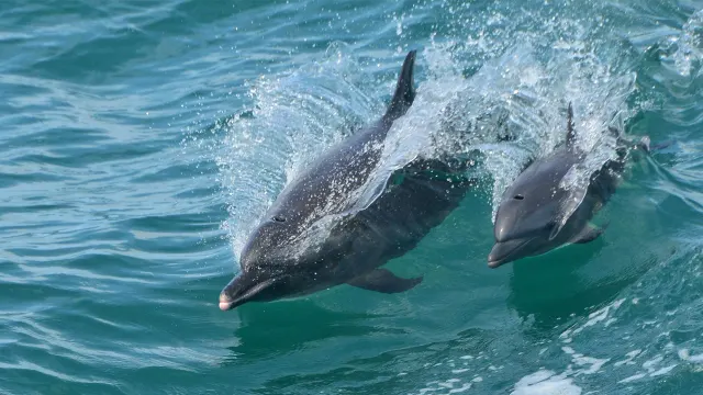 Dolphins swimming in Corcovado National Park, Osa Peninsula