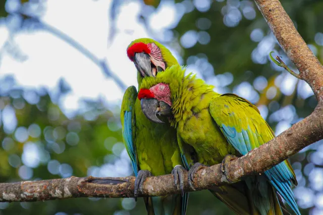 couple-green-parrots-birds.jpg
