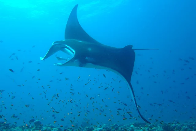 diving-manta-ray-generic.jpg