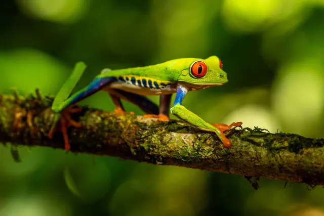 Adult red-eyed tree frog walking along a branch in daylight
