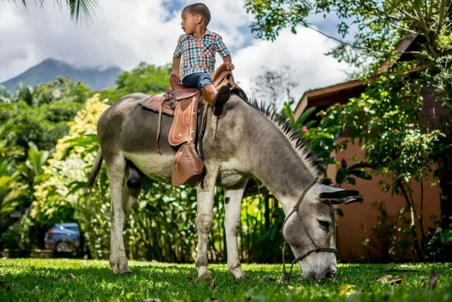 Kid riding on a donkey
