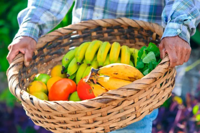 Person holding a basket with a variety of tropical fruits