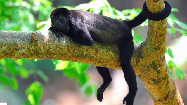 Howler monkey resting on a tree in the Osa Peninsula