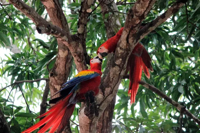 jaco-macaw-couple-close-up.jpg