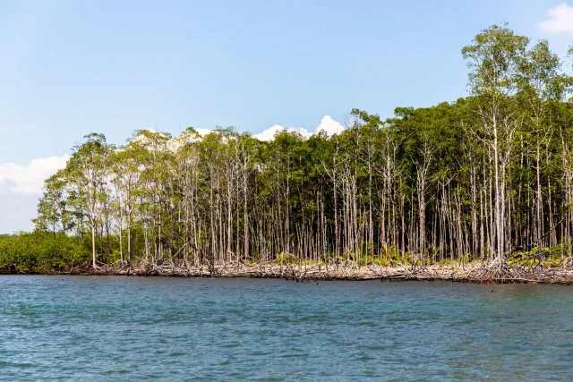 mangrove-and-estuary-by-boat-isla-damas-general-view-costa-rica.jpg