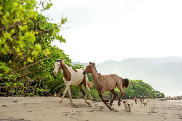 montezuma-horses-at-the-beach-close-up.jpg