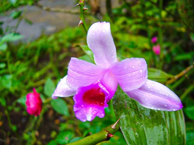 orchid-plant-pink.jpg