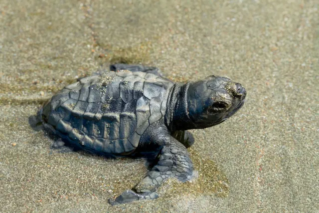 sea-turtles-in-costa-rica-bird-eye-view-close-up.jpg