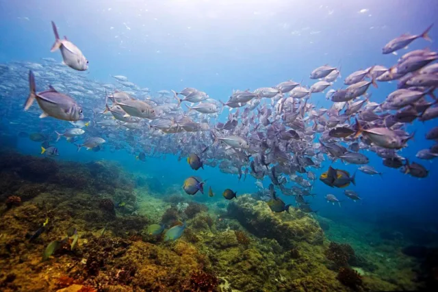 snorkel-and-dive-at-cano-island-shoal-general-view.jpg