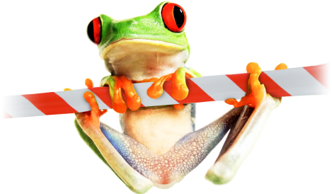 404 frog image